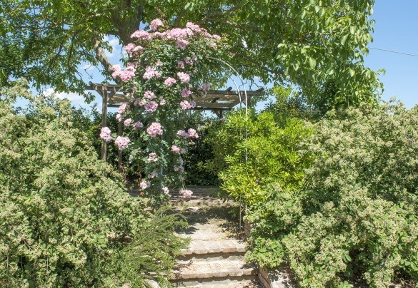 The entire property, completely fenced-in, occupies an area of approximately 1 hectare - Albachiara 