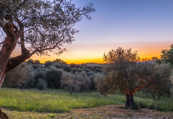 The sunset on the Amiata landscape – Amandula