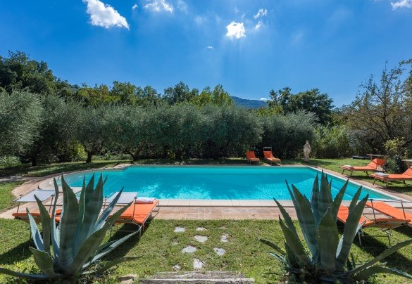 La piscina è circondata da maestosi ulivi secolari - Casa Pippin 