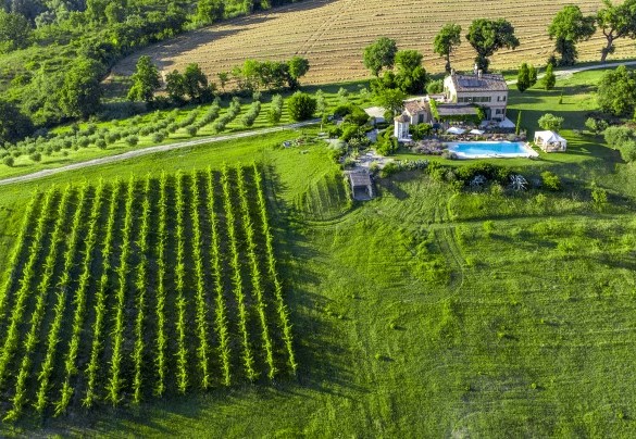 Bird’s eye view of the property with its characteristic olive groves - Casa Sant'Elia