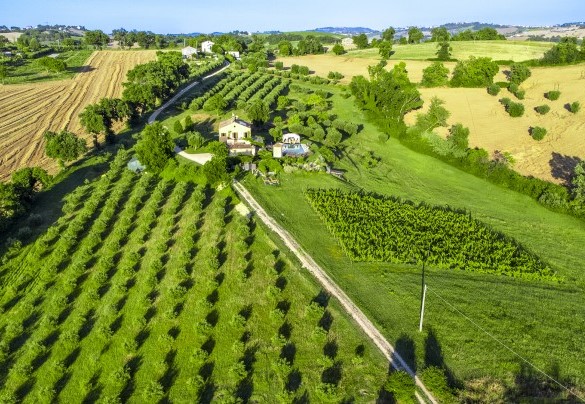 Bird’s eye view of the property with its characteristic olive groves and vineyards - Casa Sant'Elia