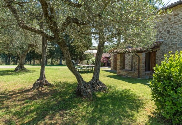 Secular olive trees give shade during the hottest hours - Casa Torrione