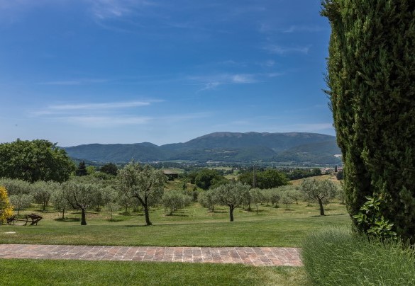  The large olive grove that flanks the property - Casal Parro