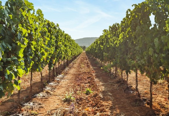 The rows of the family vineyard - Casale Ansedonia