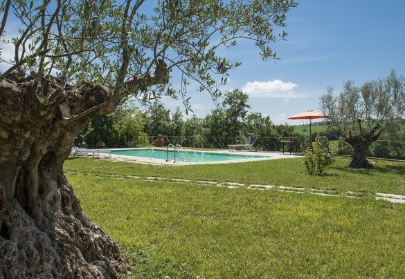 Olivi secolari circondano la piscina donando ombra nelle ore più calde - Casale Cinque Valli 