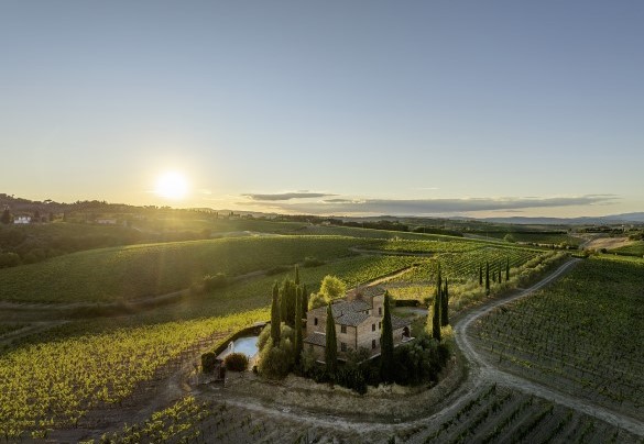 The fine vineyards around the property - Casale Dei