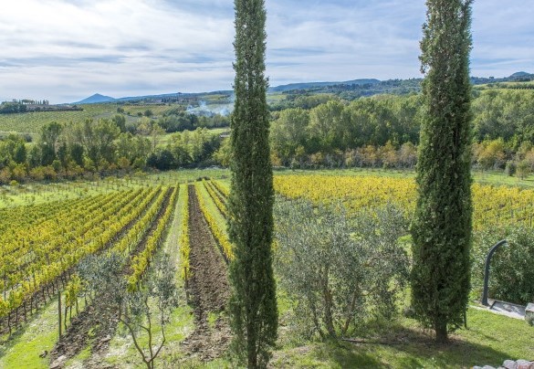 I vigneti che circondano la proprietà - Casale Dei