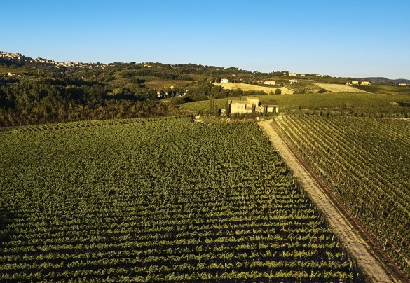 I vigneti che circondano la proprietà - Casale Dei