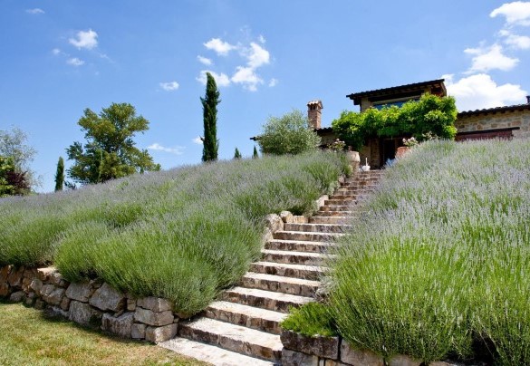 La scalinata, circondata di lavande, che porta dalla zona piscina alla casa -  Casale delle Lavande 