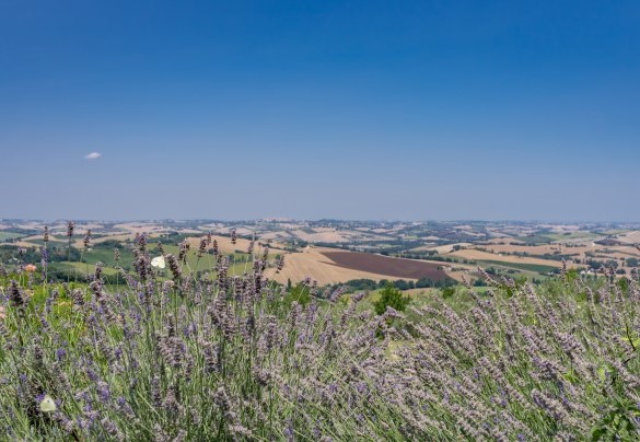 The house is immersed in the green countryside and far from the chaos of the city  - Casale Verdicchio