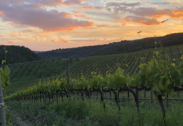 The Tenuta di Albola vineyards, a famous winery of Chianti, which surround the porperty – Crognole 