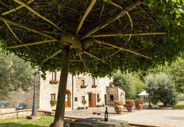The bignonia parasol, a particular point of natural shade – Dimora La Torre di Bussotto 