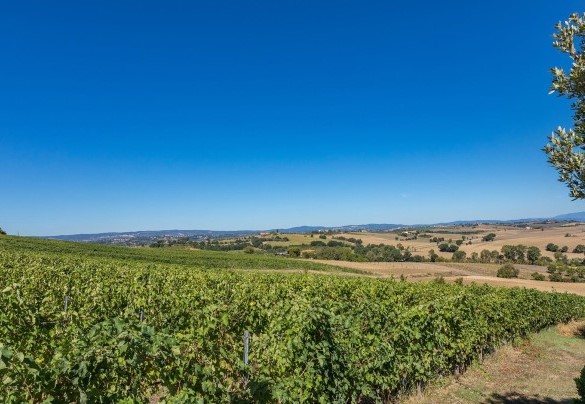 The park of the property, which spreads around the house and is for the complete and exclusive use of the guests, measures approximately 3000 sq m and is bordered for the most part by the vineyard – Il Fitto