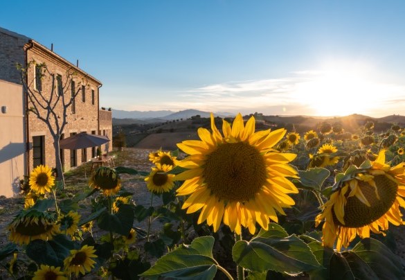 Sunflower fields surround the villa - La Buona Maniera