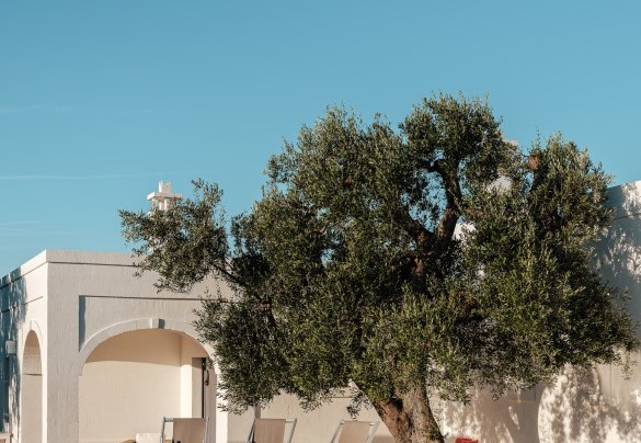 A corner of the pool, shaded by a centuries-old olive tree - La Torre di Monsignore