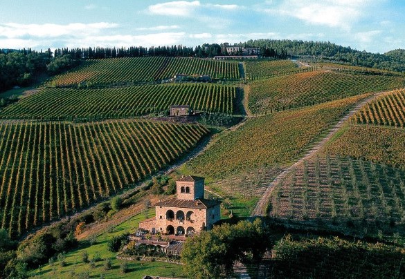 Marangole è inserito nella tenuta del Castello di Albola che si estende per ben 137 ettari di oliveti e vigneti - Marangole  