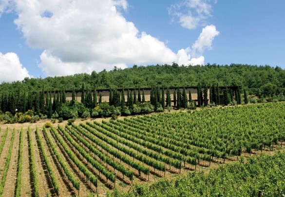 Terra fertile che dà vita ad un pregiatissimo olio extra vergine d’oliva e un vino esportato in tutto il mondo - Marangole
