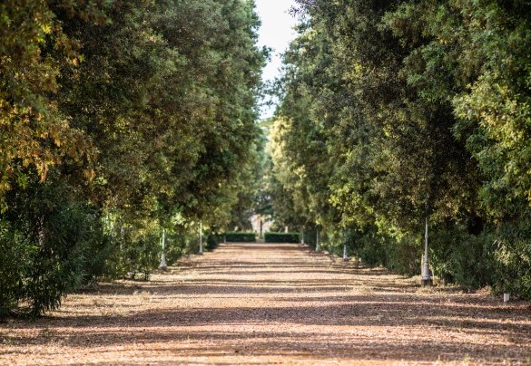 The tree-lined avenue offers the chance to enjoy the scents of wild plants - Masseria Profilo