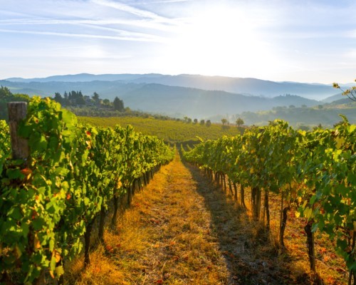Visita guidata delle cantine e degustazione vini 
