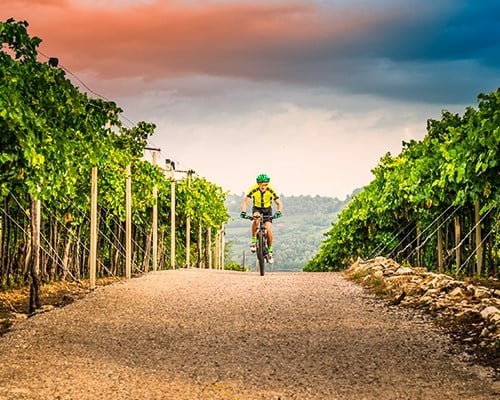 Cycling and BIO-Wine Tasting Lunch to the wine maker 