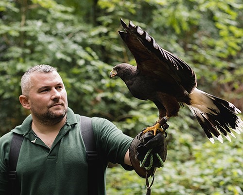 Lezione di Falconeria in Toscana