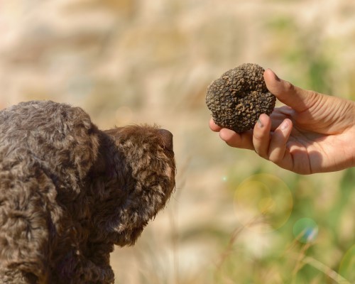 Caccia al tartufo nelle Crete senesi