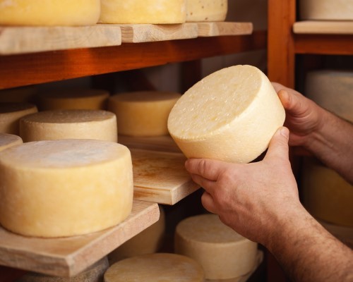 Cheese making & olive oil experience in Volterra