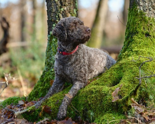 Exclusive truffle hunting experience, lunch & wine tasting