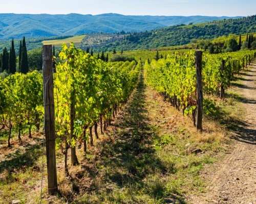 Visita guidata delle vigne e delle cantine, degustazione vini e vinsanto e light lunch