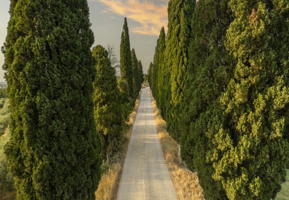 Rows of cypresses and the changing colors of the seasons in an enchanting setting - Podere Casanovina