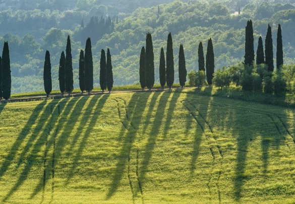 The cypresses stand out on the horizon - Podere Gragnano