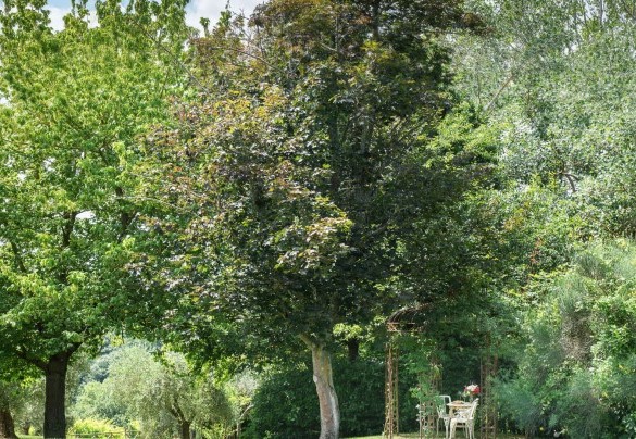 Nature surrounds the structure - Podere Gragnano