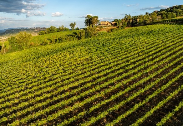 Immersed in a large farm - Poggio Ambrato