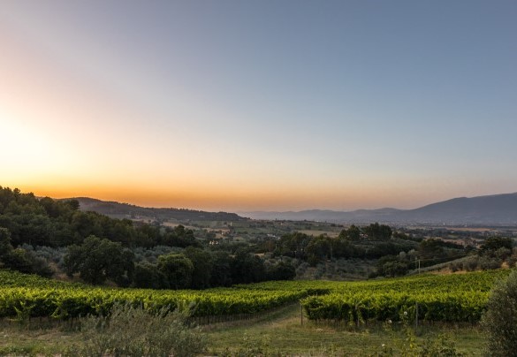Il panorama mozzafiato con vigneti e oliveti che si alternano a boschi e colline verdi così tipicamente del luogo - Tenuta Bellafonte