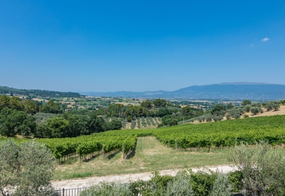 Il panorama mozzafiato verso Assisi e Monte Subasio - Tenuta Bellafonte  