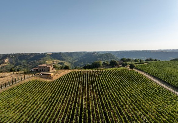 I vigneti che circondano la proprietà - Tenuta Orsini 