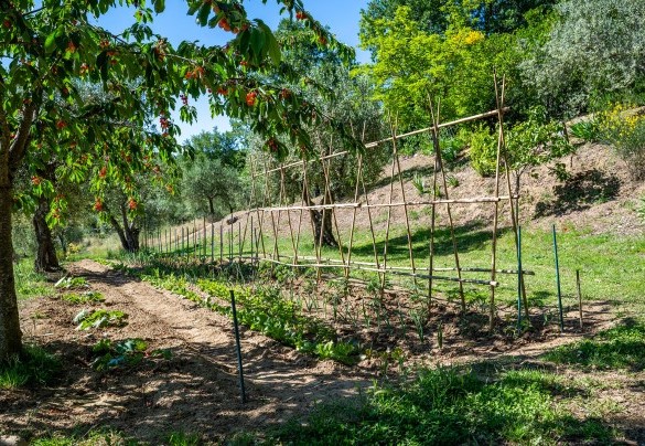 Area with vegetable garden - Tenuta Sagherina