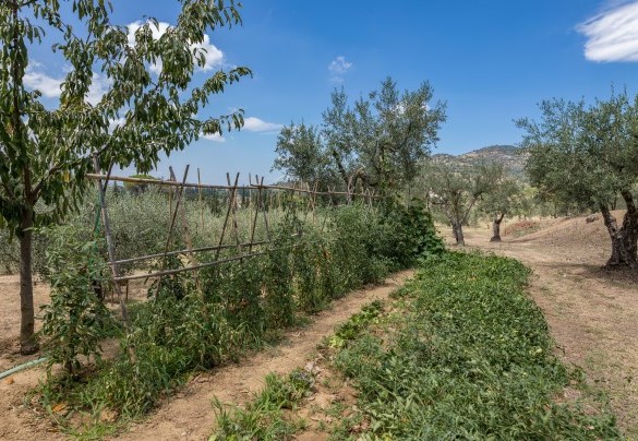 L'orto circondato dall'uliveto - Tenuta Sagherina  