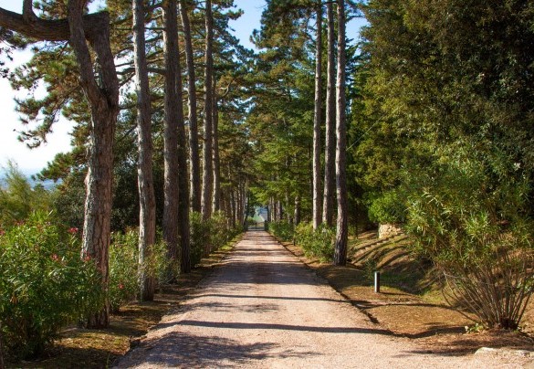 As soon as the entrance gate there is the small road that leads to the house - Torre di Paciano