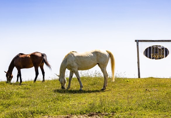 Personalizzano la villa 10 ettari di terreno per la gran parte disponibili per le lunghe cavalcate - Villa Airone