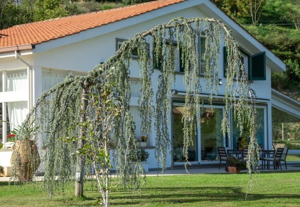  lawn in front of the open space - Villa Bubi