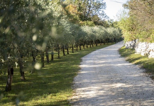 Il viale di accesso - Villa Casaliva