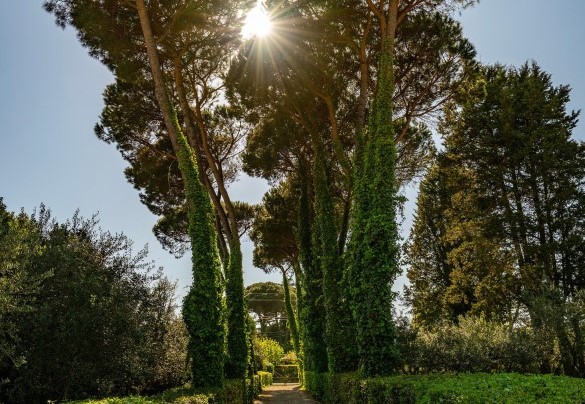 Il viale d’ingresso in ghiaia ombreggiato dai pini - Villa Corte Sant’Anna