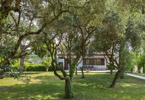 View of the olive grove - Villa delle Coste