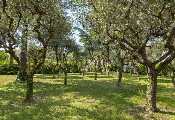 The charming olive trees in front of the Villa - Villa delle Coste