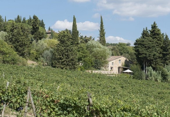 The farmhouse seen from its vineyard just before the harvest – Villa Delle Upupe 