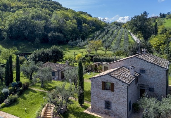 The property is surrounded by olive trees - Villa Emilianna