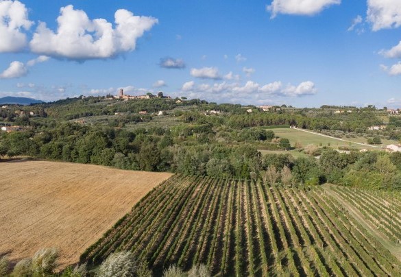 Rows of vines that climb up to the medieval village of Montecarlo - Villa Gabri