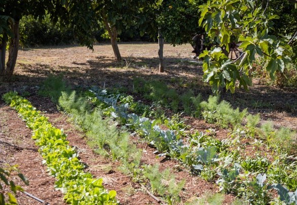 Orto piantato ad uso degli ospiti – Villa I Mori