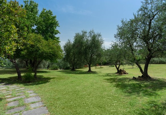 Il curatissimo giardino con un manto erboso arricchito da olivi - Villa Irene